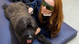 Drum Business Park - Newfoundland dog