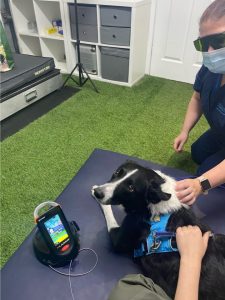 Tech-savvy animal rehab centre upscales patient experience