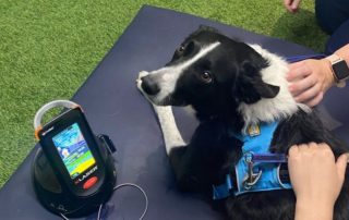 Tech-savvy animal rehab centre upscales patient experience