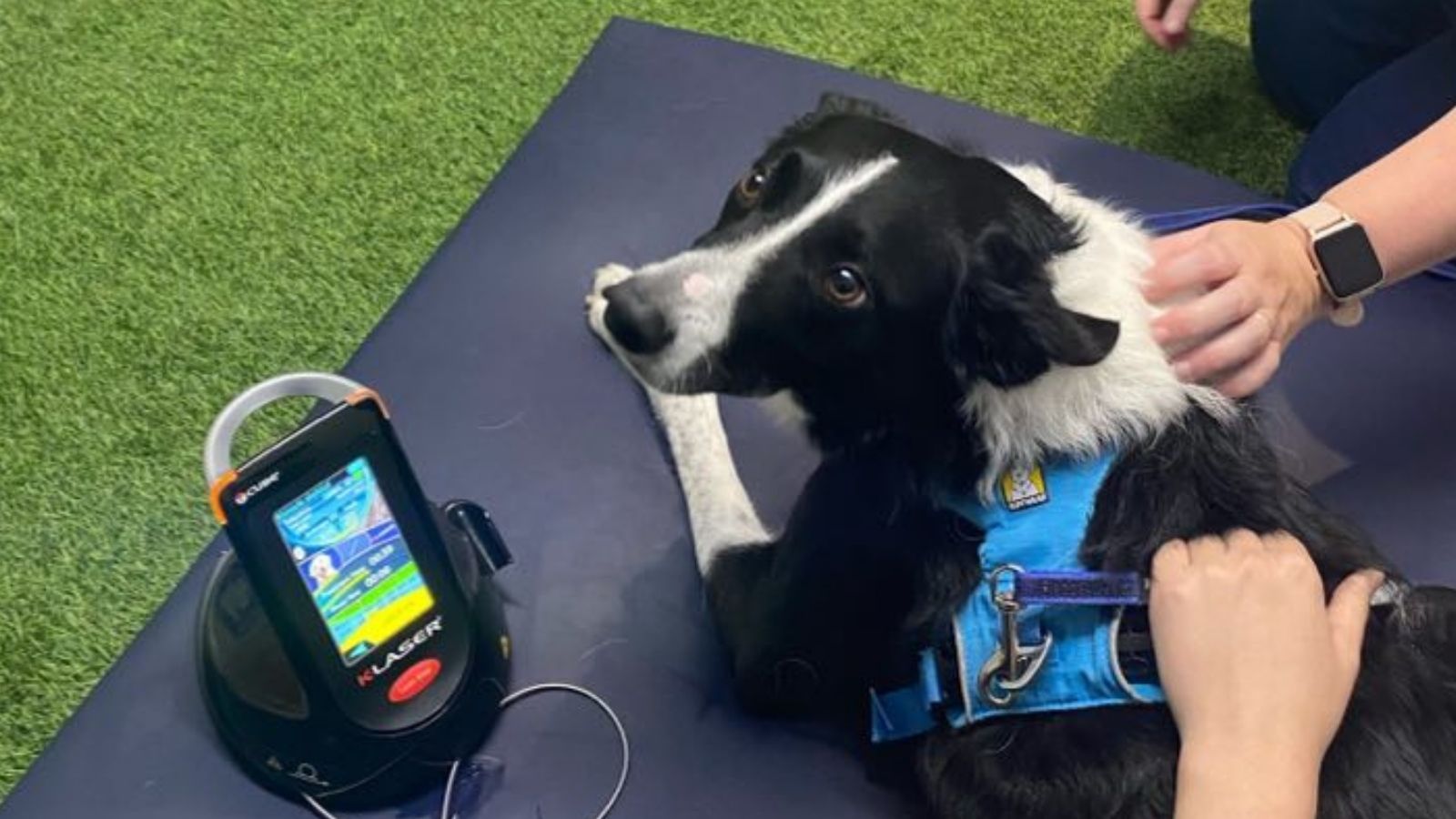 Tech-savvy animal rehab centre upscales patient experience