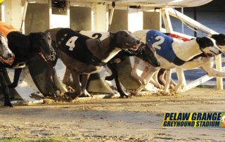 New Owners for Pelaw Grange dog track